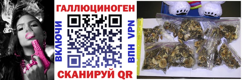 Псилоцибиновые грибы Psilocybe  Тихорецк 